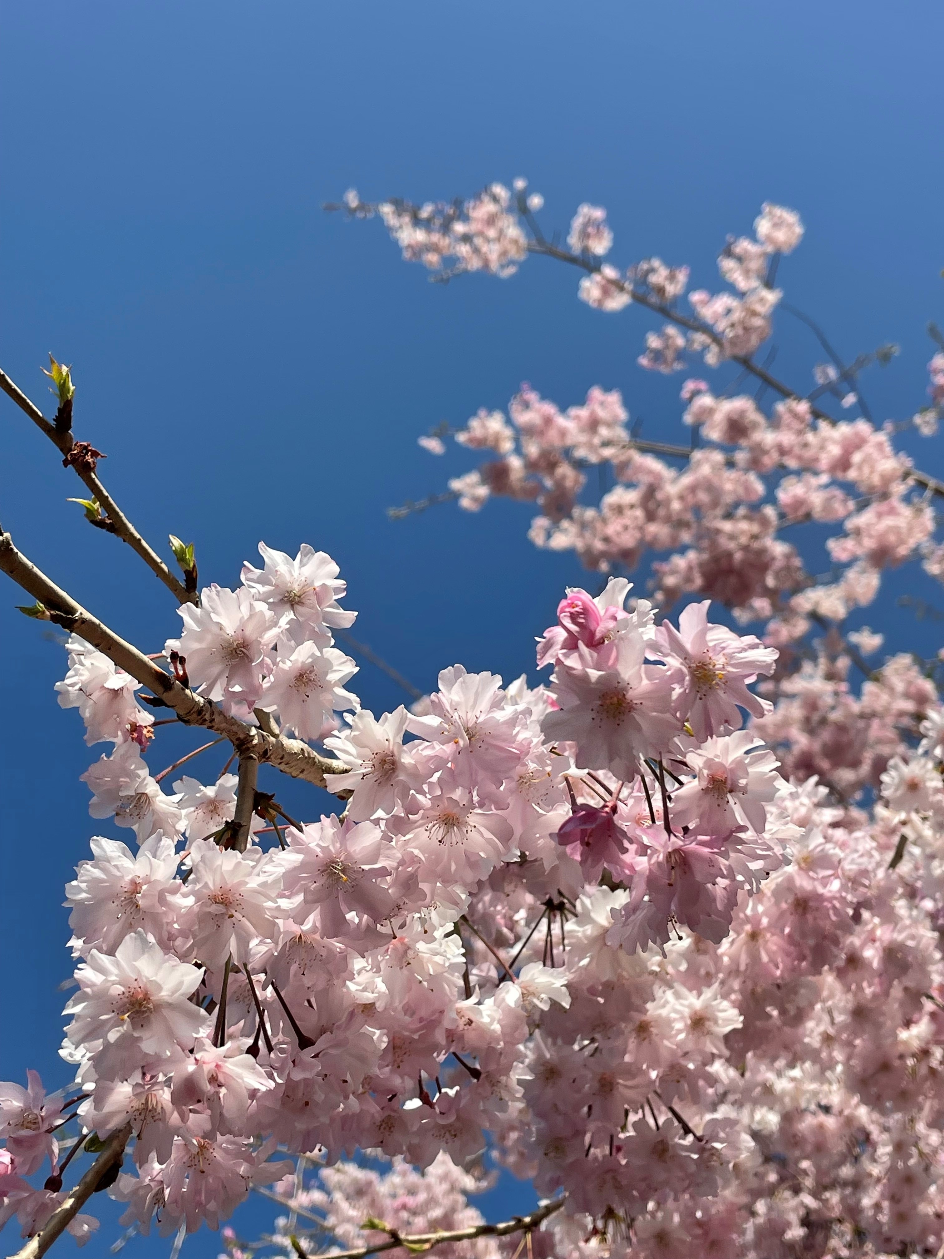 季節花